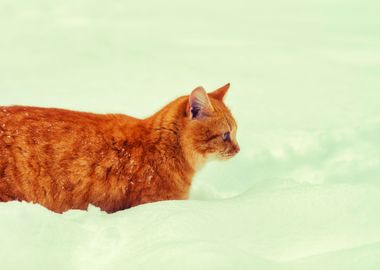 Animal Cat Cold Deep Domes