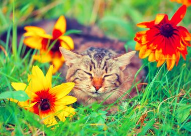 Animals Cat Feline Flowers