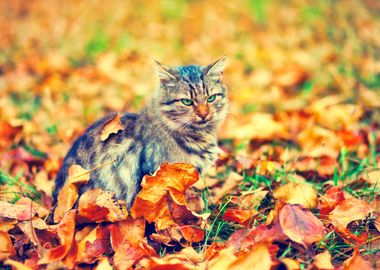 Animals Autumn Cat Fall Fa