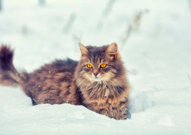 Alone Animal Blizzard Cat