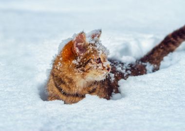 Animal Cat Cold Covered De