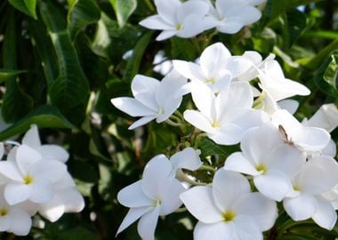 Beautiful White Flower