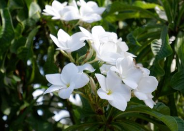 Beautiful White Flower