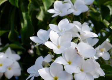 Beautiful White Flower