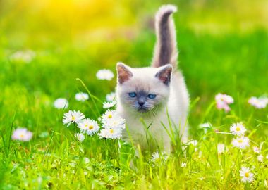 Animals Cat Feline Flowers