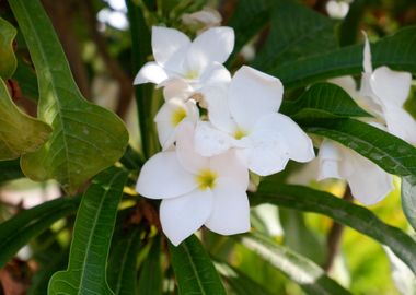 Beautiful White Flower