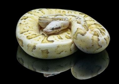 Python