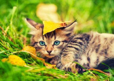 Adorable Animal Autumn Bab