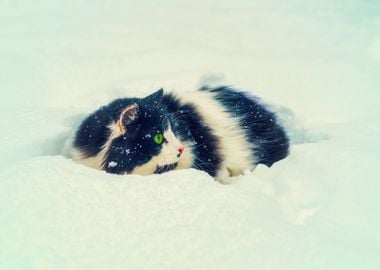 Animal Black Cat Cold Cute