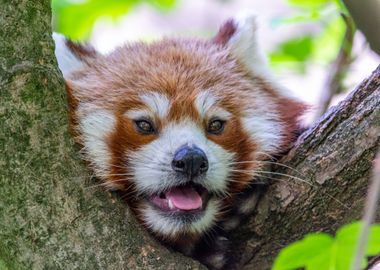 Red Panda