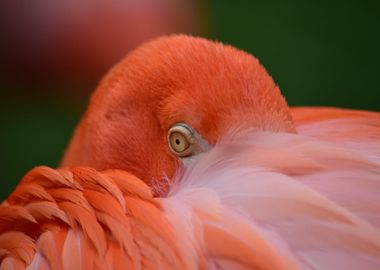 flamingo