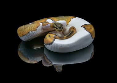 Python