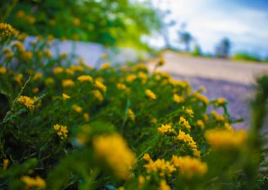 Yellow roses on asphalt