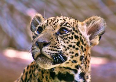 Leopard Cub