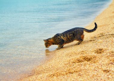 Animals Beach Cat Drinking