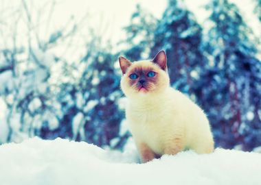 Alone Animal Blizzard Cat