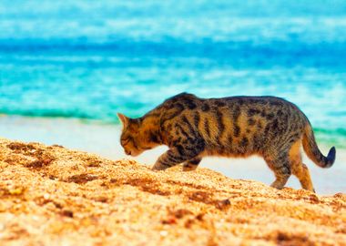 Animals Beach Cat Feline G