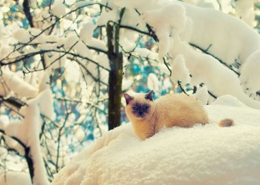 Alone Animal Blizzard Cat