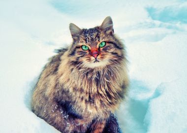 Animals Cat Cold Deep Feli