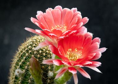 cactus flower