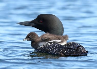 Baby loon pram