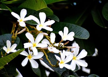 White Flower