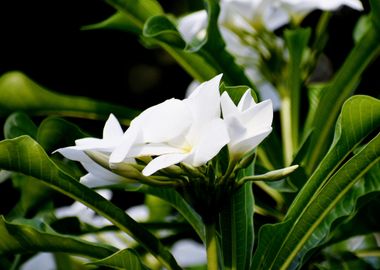 White Flower