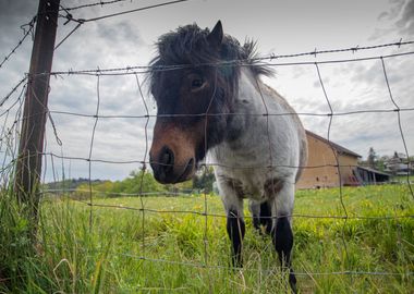 Cute poney