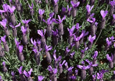 Lavender blooms