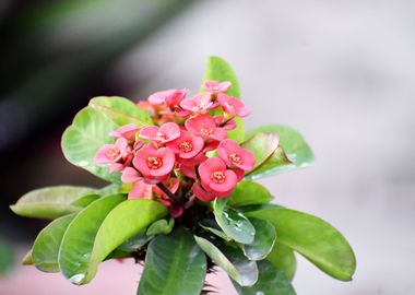 Pink Flowers