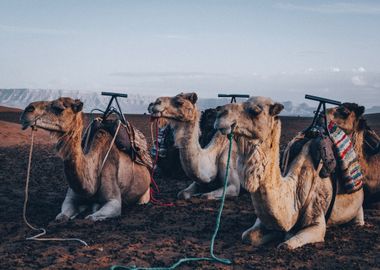 Camels in the Desert