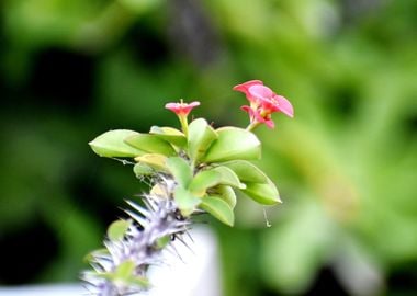 Pink Flowers