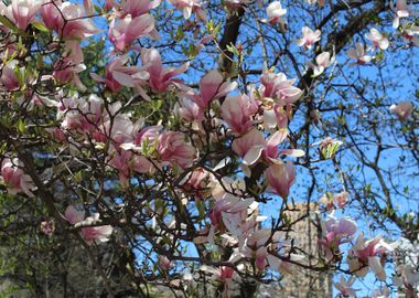 Magnolia Blossom