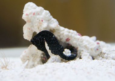 Sleeping Seahorse