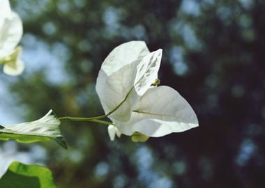 A White Flower