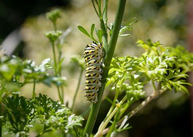 green plant caterpillar