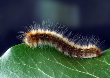 hairy brown caterpillar