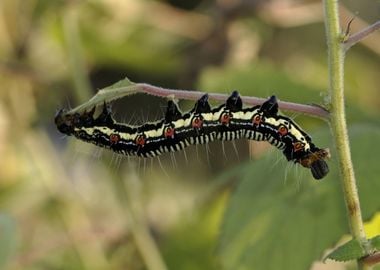 black green caterpillar