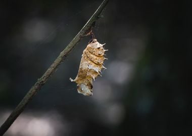 brown pupa