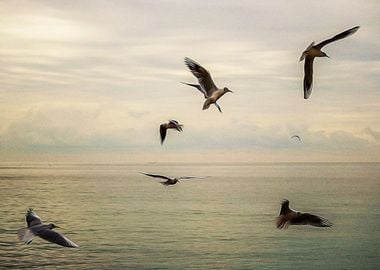 Seagulls flying on a beach