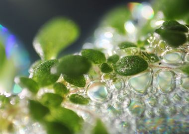 LEAF and BUBBLES