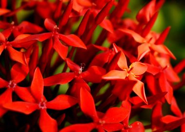 Red Flowers