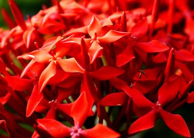 Red Flowers