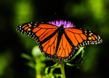 Butterfly at the Leaf