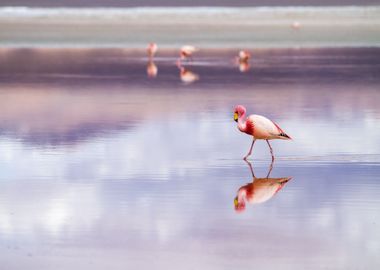 Flamingo lake