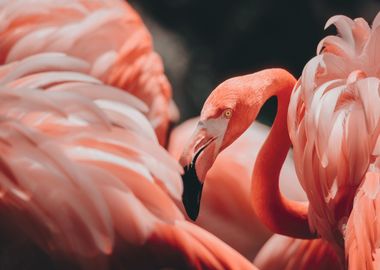 Flamingo