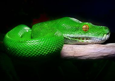 Green Tree Python Reptile