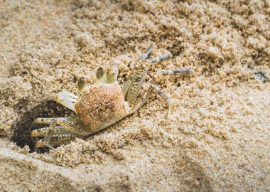 Curious crab