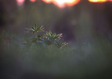 Blue Nature Sunlight La