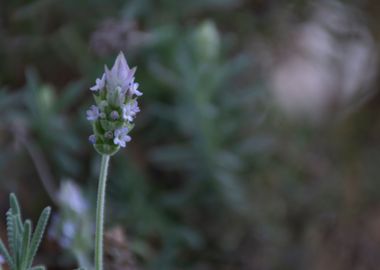 lonely angustifolia 